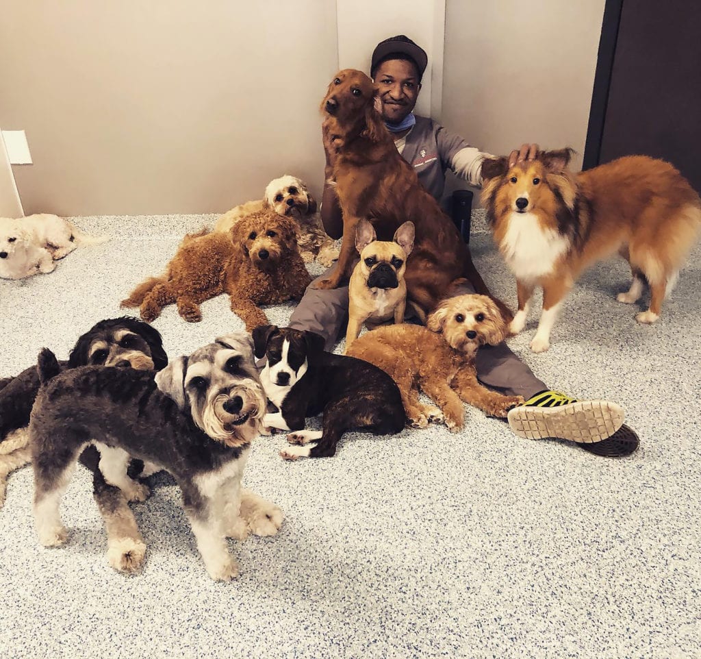 The dogs at our dog daycare.