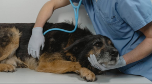 Dog Receiving a Checkup