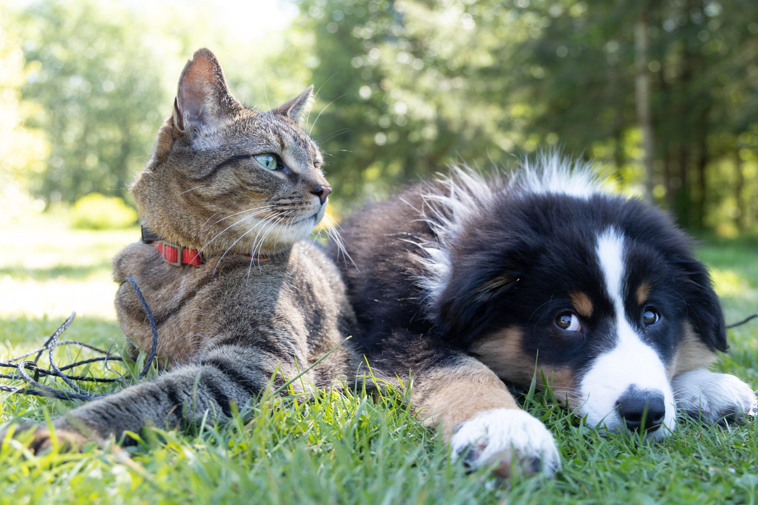 Cat and Dog Relaxing