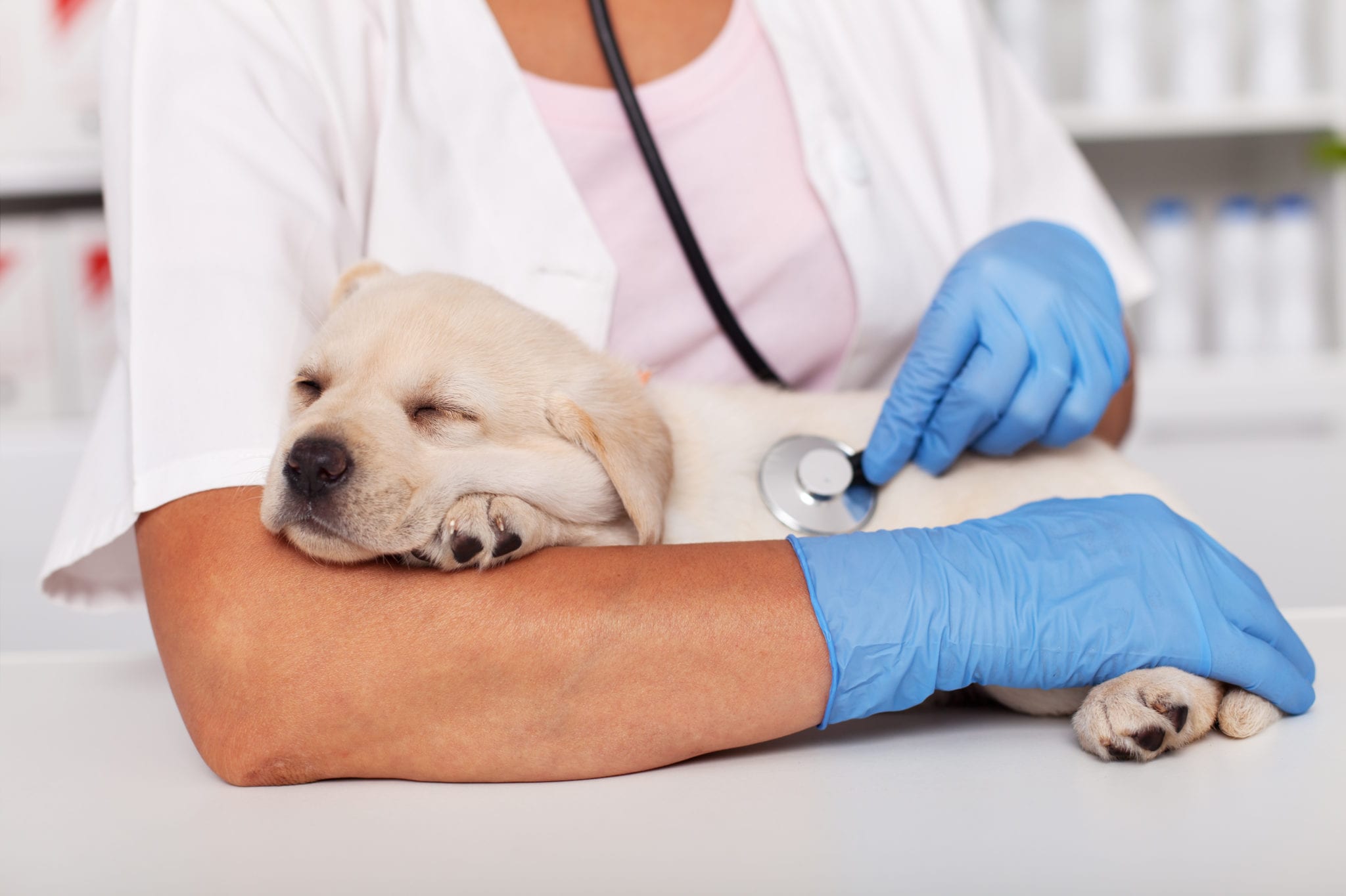 Puppy Receiving a Checkup