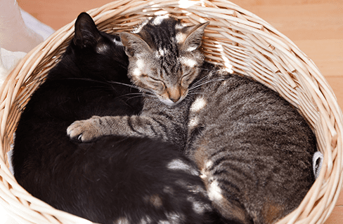 Cats relaxing in a basket.