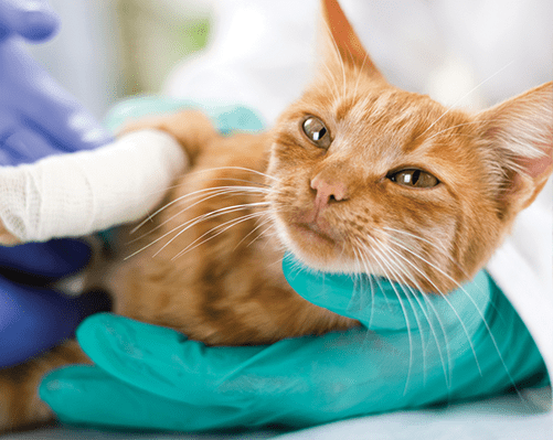 Cat being prepared for surgery.