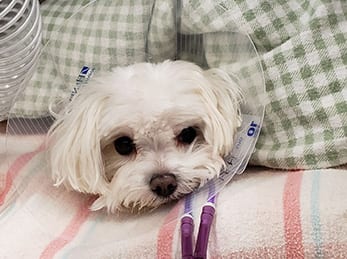 Dog recovering from surgery.