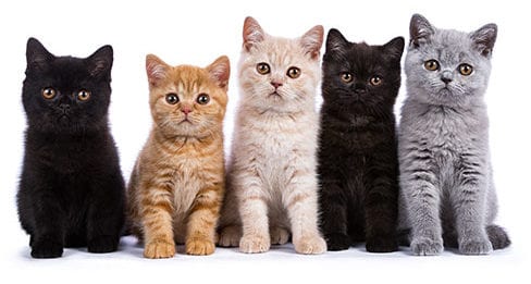 Group of kittens